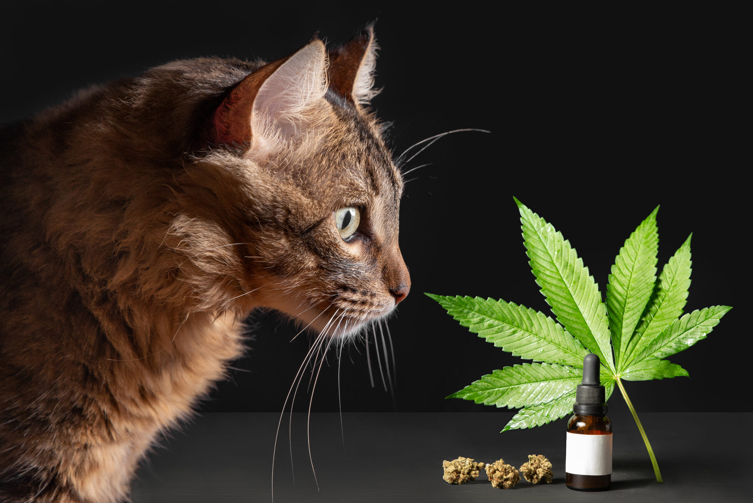 CBD for pets, healthcare and medical about cannabis, hemp, marijuana extract oil and weed, cat on black background.